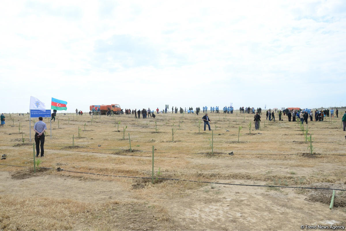 В Баку состоялась акция по посадке деревьев по случаю 25-летия создания партии "Ени Азербайджан"