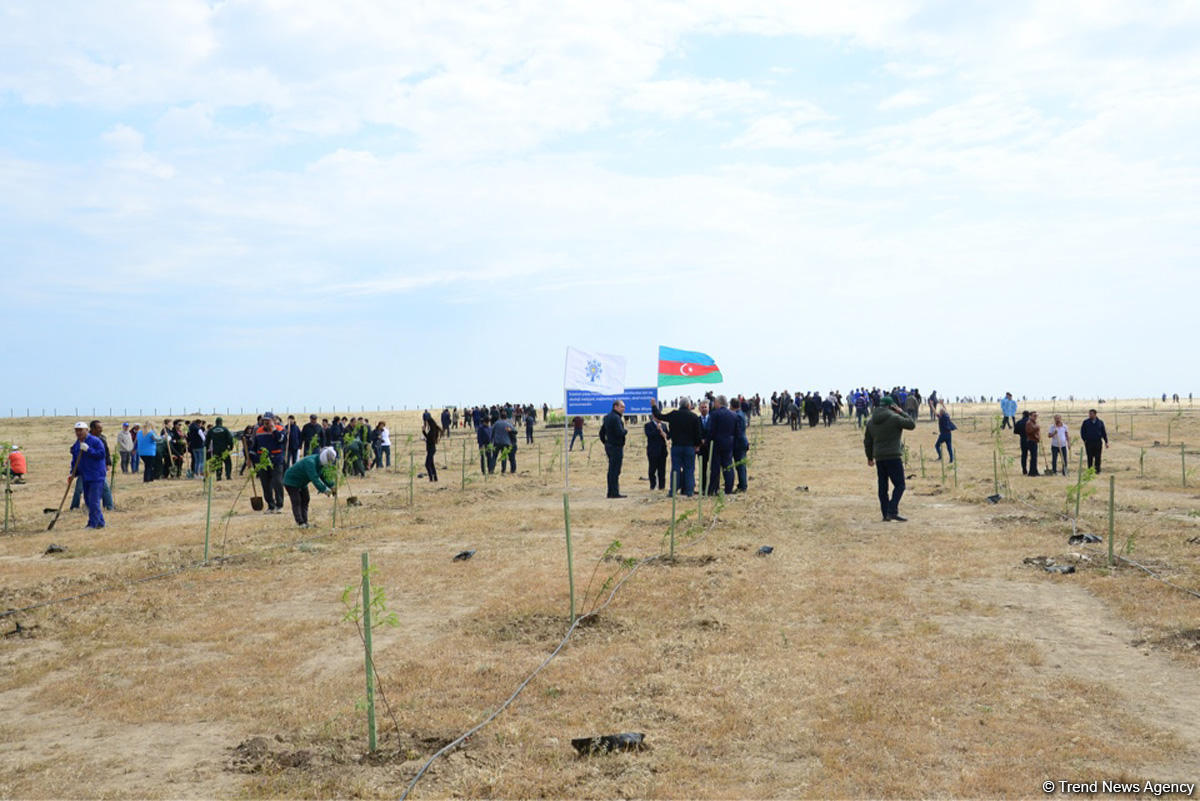 В Баку состоялась акция по посадке деревьев по случаю 25-летия создания партии "Ени Азербайджан"