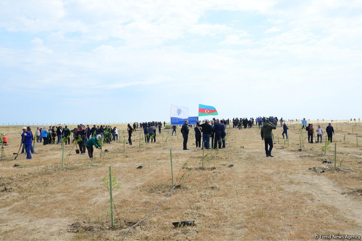 Yeni Azərbaycan Partiyası tərəfindən partiyanın yaranmasının 25 illiyi ilə əlaqədar ağacəkmə aksiyası keçirilib (FOTO)