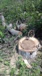 ETSN reyd keçirdi - 12 ədəd qoz ağacının kəsildiyi aşkarlandı (FOTO)