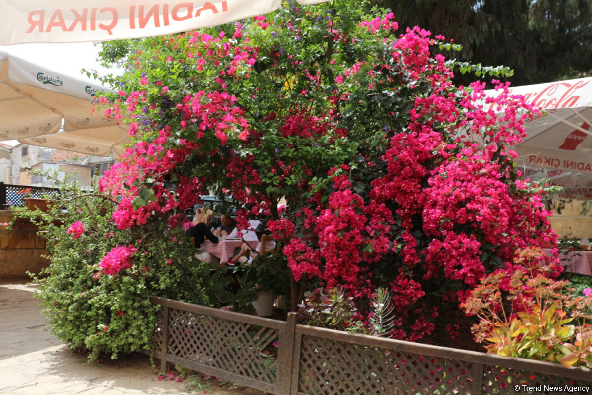 Северный Кипр: Джамиля, розовый фламинго, черепашки-ниндзя… (ФОТО, часть 4)