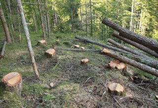 Материалы о вырубке деревьев в национальном парке Азербайджана направлены в Генпрокуратуру
