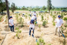 Банк ВТБ (Азербайджан) посадил 100 деревьев в честь 100-летнего юбилея Азербайджанской Демократической Республики (ФОТО)