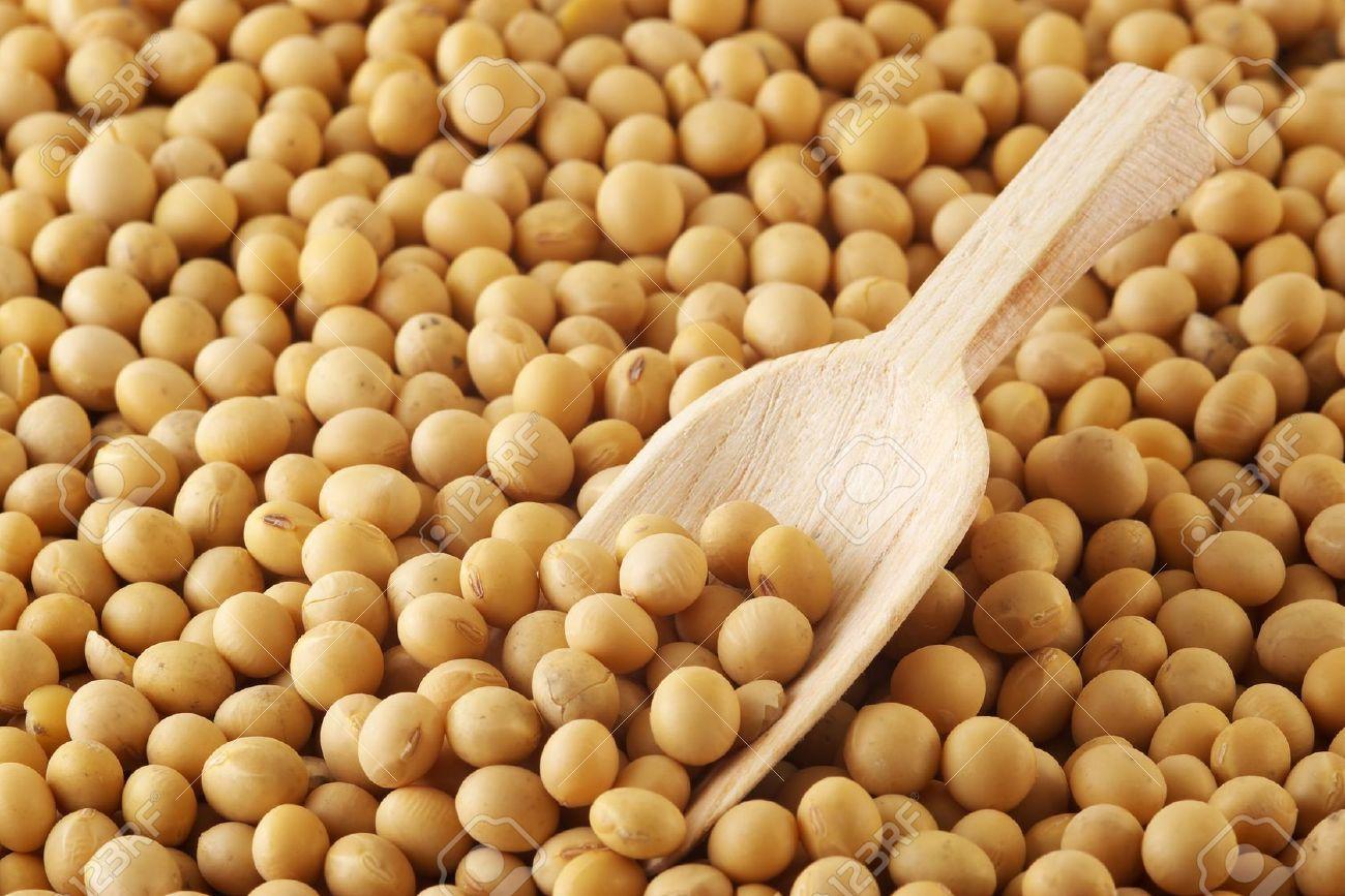 North Kazakhstan to import 100 tons of soybeans to China