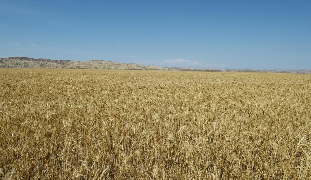 Prezident İlham Əliyev Goranboyda “Region Agro” MMC-nin açılışında iştirak edib (FOTO) (YENİLƏNİB-2)