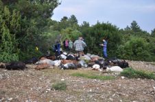 Türkiyədə ildırım sürünü vurdu, 106 keçi öldü (FOTO)