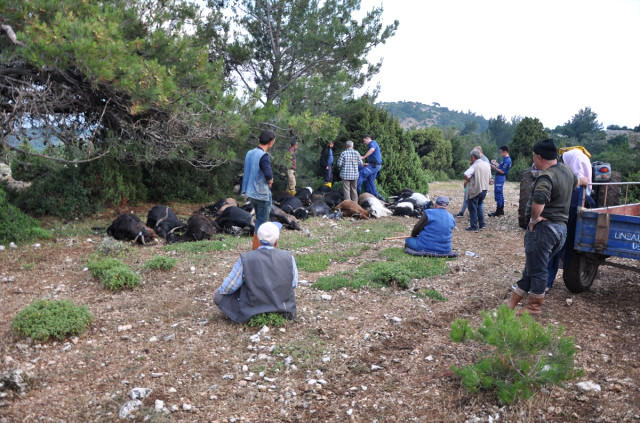 Türkiyədə ildırım sürünü vurdu, 106 keçi öldü (FOTO)