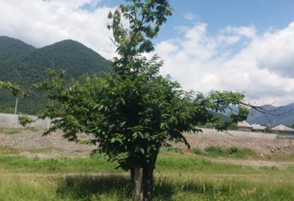 Магазины розничной торговли Азербайджана могут стать участниками акции по посадке деревьев