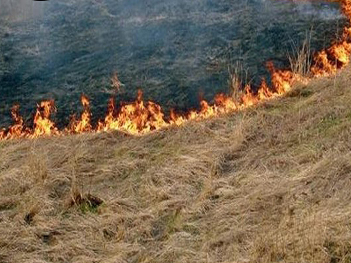 Wildfire breaks out in Azerbaijan's liberated territories - ministry  (VIDEO)