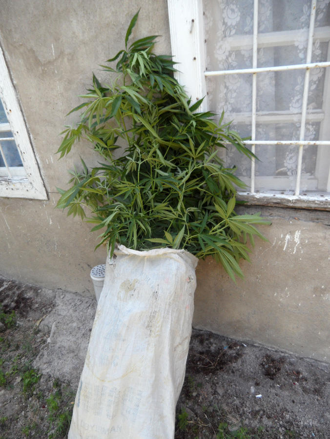 Həyətində xüsusi aqrotexniki qaydada narkotik bitkilər becərən Şabran sakini tutuldu (FOTO)