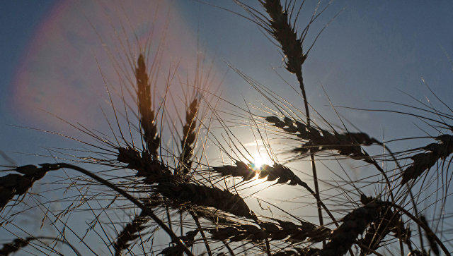 В России продлили нулевую ставку вывозной таможенной пошлины на пшеницу