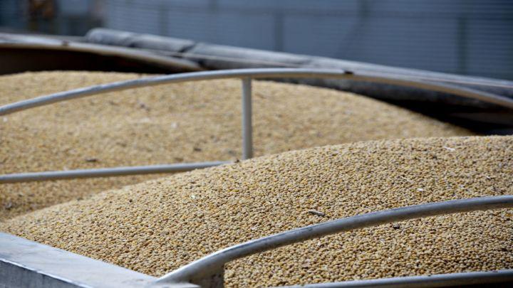 Brazil farmers vie for soy contract during U.S.-China trade war