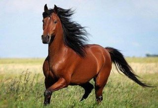Qarabağ atlarının Avropaya ixracı planlaşdırılır
