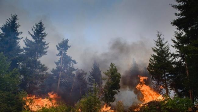 Fires in central Chile consume over 3,200 hectares