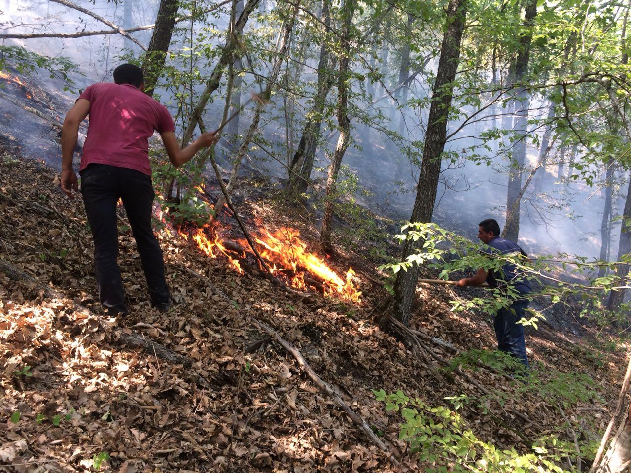 Work continues to extinguish fire in Azerbaijan's Altyaghach national park (PHOTO)