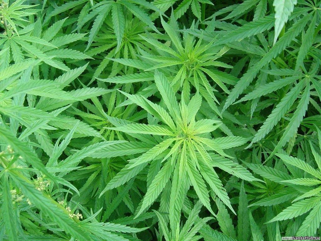 Israeli venture capital firm to launch cannabis technology fund