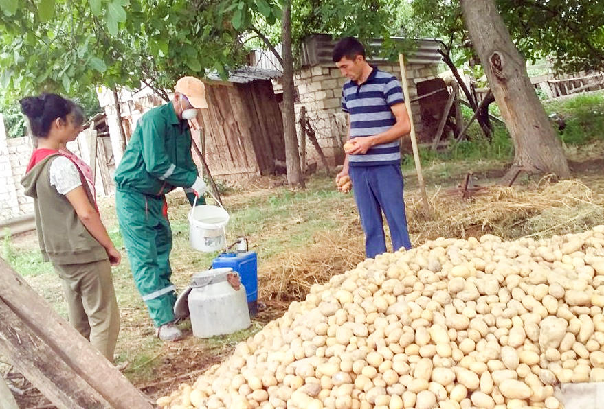 В Азербайджане на картофельных полях обнаружены вредители (ФОТО)