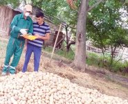 В Азербайджане на картофельных полях обнаружены вредители (ФОТО)