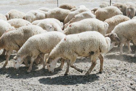 Саудовская Аравия будет закупать овец в Кыргызстане