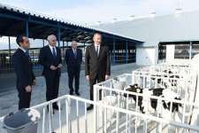 Prezident İlham Əliyev İsmayıllı rayonunda müasir heyvandarlıq kompleksinin açılışında iştirak edib (FOTO)