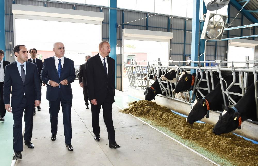 Президент Ильхам Алиев принял участие в открытии современного животноводческого комплекса в Исмаиллинском районе (ФОТО)