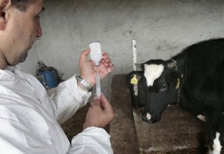 Госветслужба Азербайджана проведет плановую вакцинацию крупного рогатого скота против ящура (ФОТО)