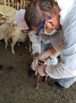 В Азербайджане около двух миллионов голов мелкого рогатого скота прошли вакцинацию (ФОТО) - Gallery Thumbnail