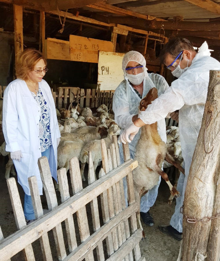 В Азербайджане около двух миллионов голов мелкого рогатого скота прошли вакцинацию (ФОТО) - Gallery Image