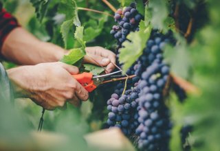 В грузинском Телави открылся координационный штаб сбора урожая винограда