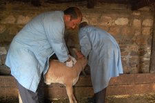 В Азербайджане около 2,5 млн голов крупного рогатого скота прошли вакцинацию против нодулярного дерматита - Gallery Thumbnail