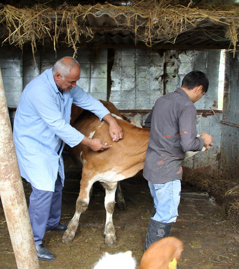 В Азербайджане около 2,5 млн голов крупного рогатого скота прошли вакцинацию против нодулярного дерматита - Gallery Image