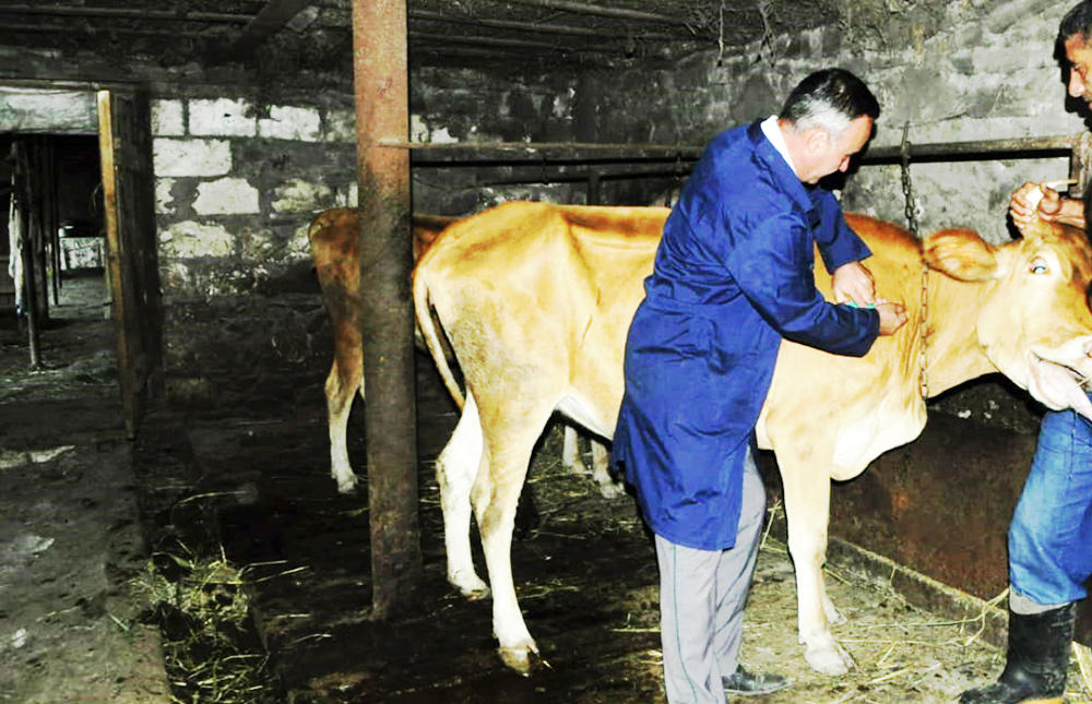 В Азербайджане около 2,5 млн голов крупного рогатого скота прошли вакцинацию против нодулярного дерматита - Gallery Image