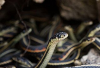 В Азербайджане из 28 видов змей ядовитые только шесть - Институт зоологии