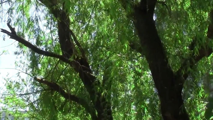 В парке "Хан багы" в Гяндже проведен мониторинг деревьев и кустарников (ФОТО)