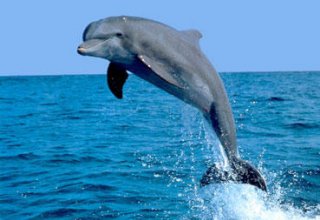 Kanada delfinlərə və balinalara "azadlıq verdi"