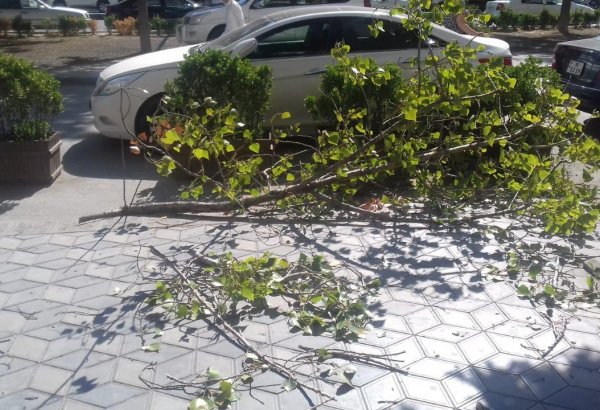 Сильный ветер повалил деревья в Баку