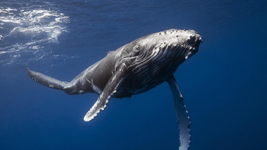 В Аргентине спасли горбатого кита, выброшенного на берег (ВИДЕО)