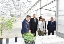 Azerbaijani president, first lady view sapling enterprise of Guba Scientific-Research Institute (PHOTO)