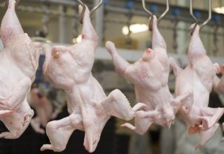 Iran discloses data on chicken exports