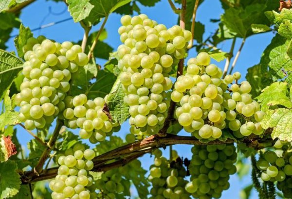 В Кахетии переработали более 238 тысячи тонн винограда