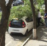 Bakıda 30-a yaxın ağac aşdı - BŞİH gücləndirilmiş iş rejiminə keçdi (FOTO) (ÖZƏL)