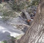 Bakıda 30-a yaxın ağac aşdı - BŞİH gücləndirilmiş iş rejiminə keçdi (FOTO) (ÖZƏL)