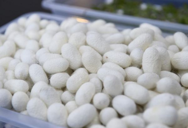 Turkmenistan completes collection of silkworm cocoons