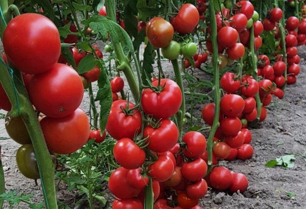 Назван объем урожая тепличных томатов в Узбекистане