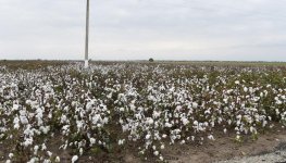 Azerbaijani president, first lady view cotton field in Hindarkh settlement in Aghjabadi (PHOTO)