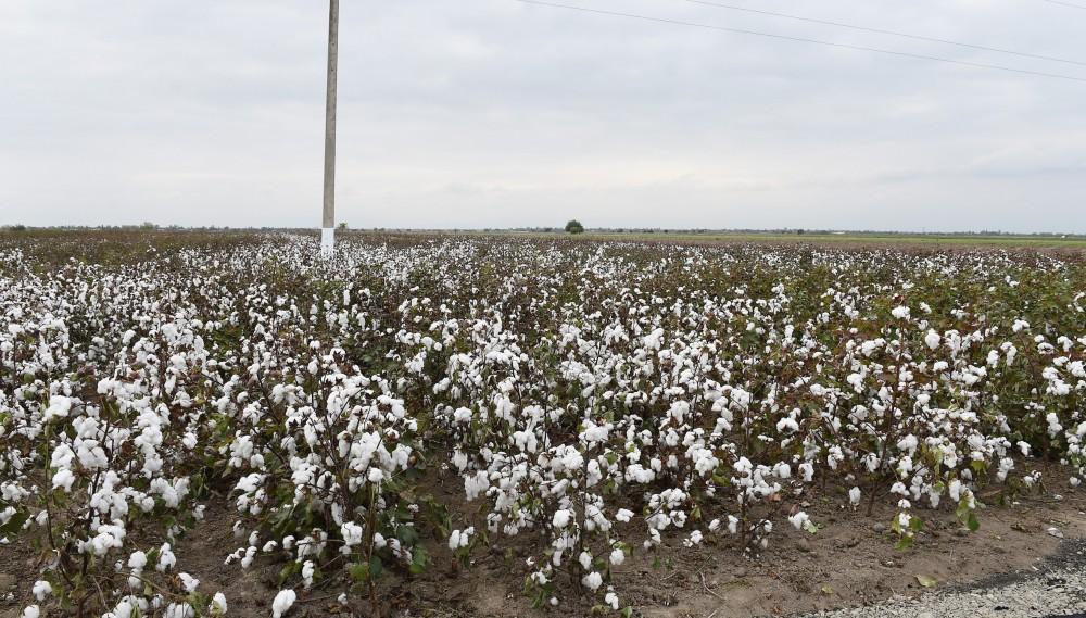 Azerbaijani president, first lady view cotton field in Hindarkh settlement in Aghjabadi (PHOTO)