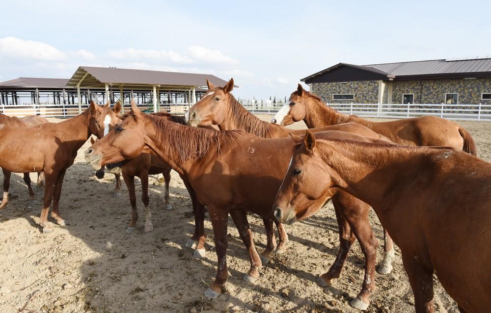 Azerbaijani president, first lady attend opening of Qarabag Equestrian Complex (PHOTO)