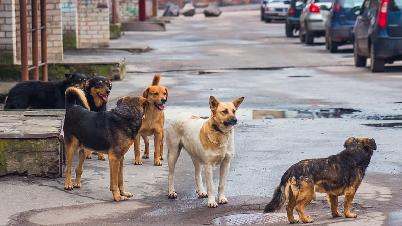 Около 200 собак спасли с бойни в Южной Корее