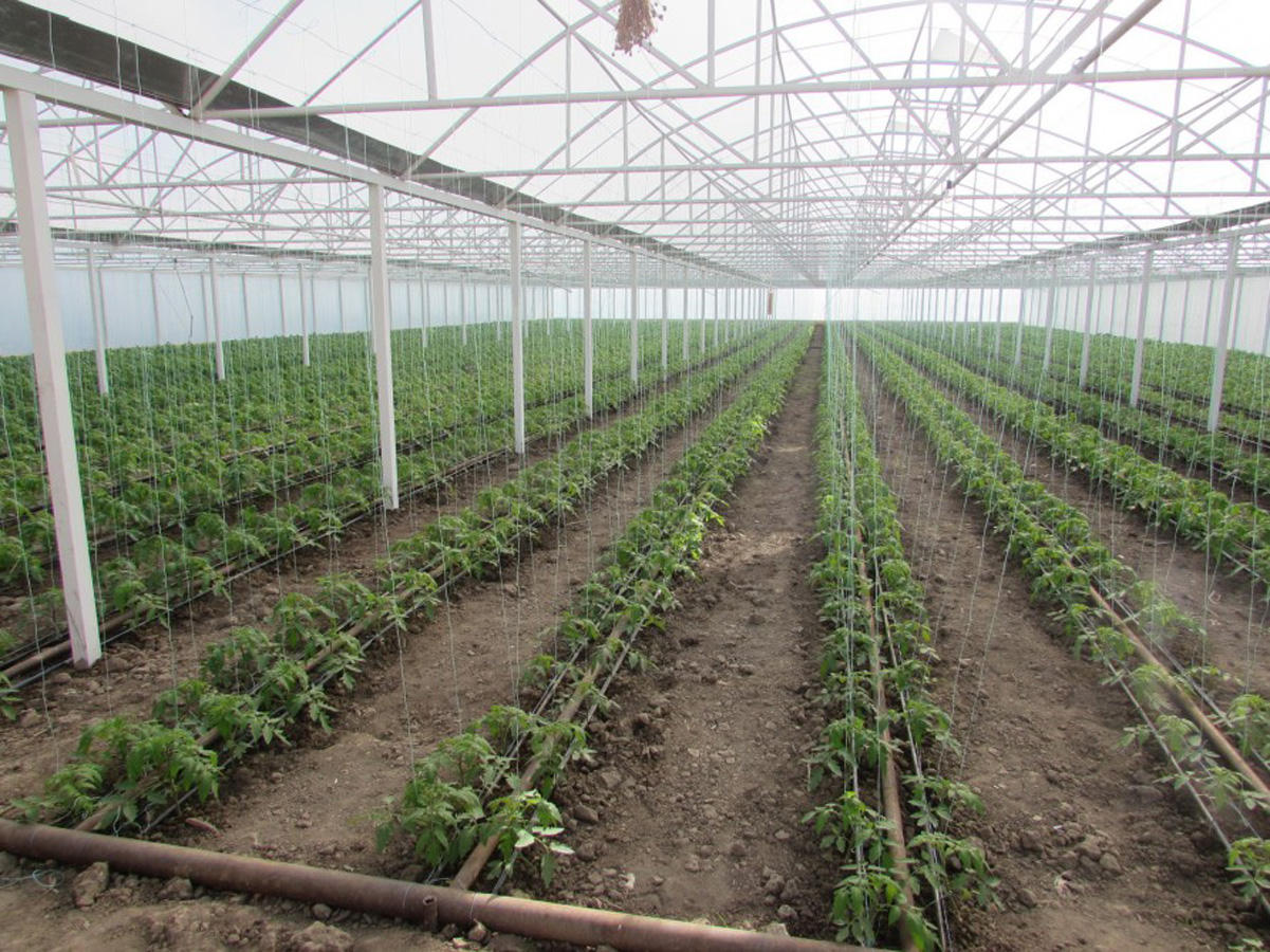 New greenhouses being created in Azerbaijan as part of WB project (PHOTO)