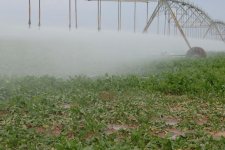 В Азербайджане импортируемую патоку заменят местным сырьем (ФОТО)